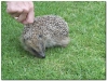 Hedgehog(s)