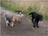 Sam, Billie, Woody & Ollie